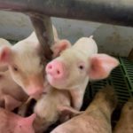 「ペットの豚にもワクチンを」知事が命令　豚熱感染　九州４県で９月１９日ワクチン接種開始