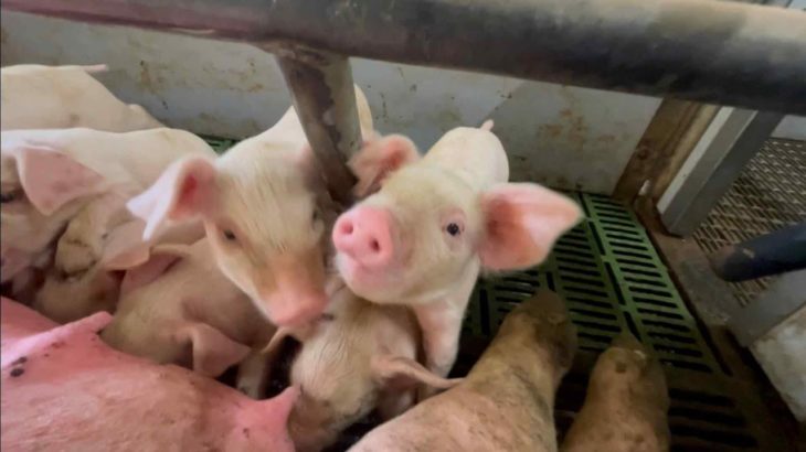 「ペットの豚にもワクチンを」知事が命令　豚熱感染　九州４県で９月１９日ワクチン接種開始