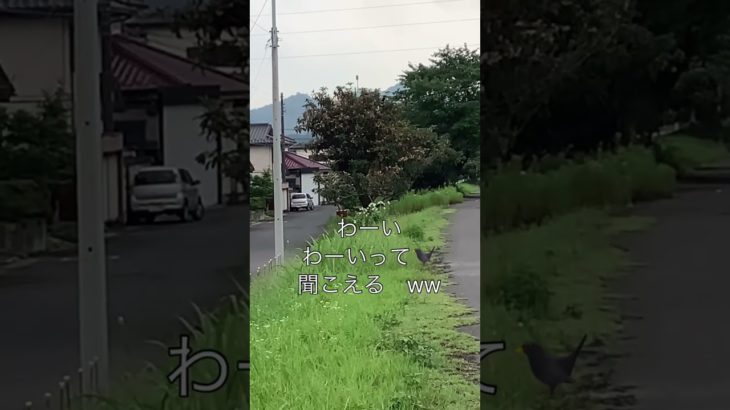 🐦‍⬛真っ昼間　集団でどろぼうしてた😱💦#ペット #vita #vrew ##shorts #鳥