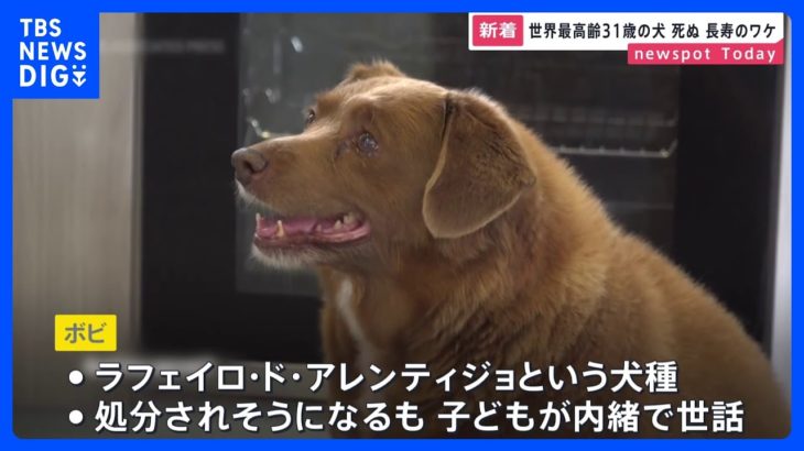 世界最高齢の犬ボビ死ぬ　31歳｜TBS NEWS DIG
