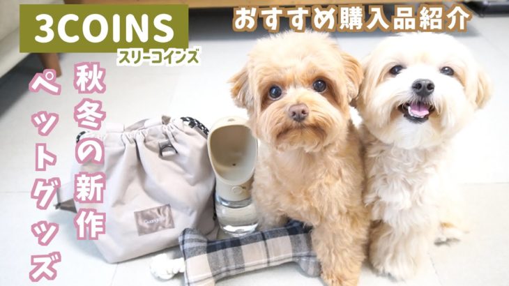 【3COINS】今年も可愛すぎる！スリーコインズ秋冬の新作ペットグッズを紹介🐶おすすめポイントや使用レビューもお伝えしています🙆‍♀️【犬グッズ購入品紹介】