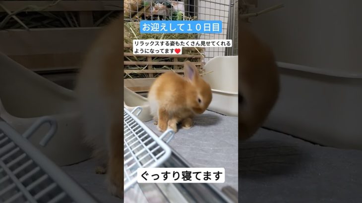 【お迎えして１０日目】 #ネザーランドドワーフ #bunny #ペット #うさぎ #仔ウサギ #shorts