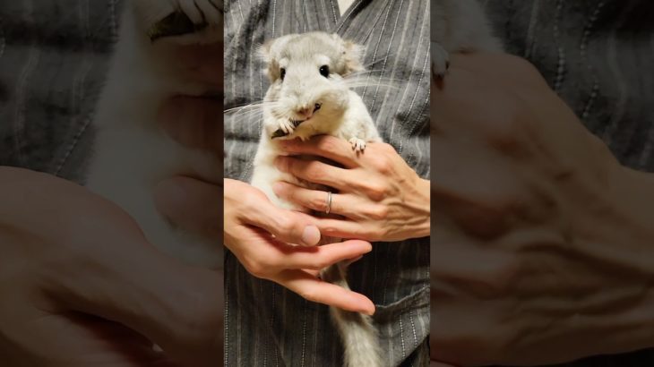 チンチラの見てたら癒される食事 #もふもふペットcafe #チンチラ