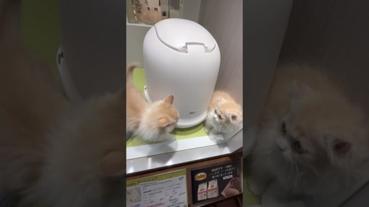 ペットショップで子猫見に行ってやったぜ#子猫 #猫#動物#shorts #ペットショップ