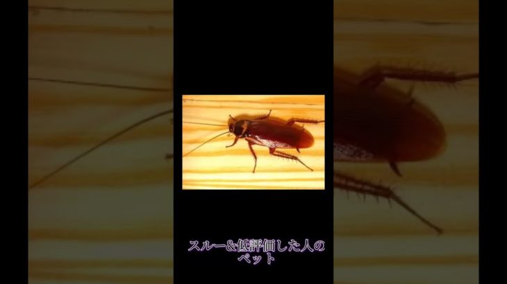 〇〇した人のペット #shorts #short #ペット #ミュウ #ポケモン #昆虫 #害虫 #ゴキブリ #ムカデ #伸びろ #バズれ #おすすめにのりたい #tiktok #capcut