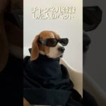 〇〇した人のペット #ショート #shorts #shortvideo #short #ゴリラ #うさぎ #チャンネル登録お願いします