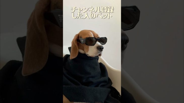 〇〇した人のペット #ショート #shorts #shortvideo #short #ゴリラ #うさぎ #チャンネル登録お願いします