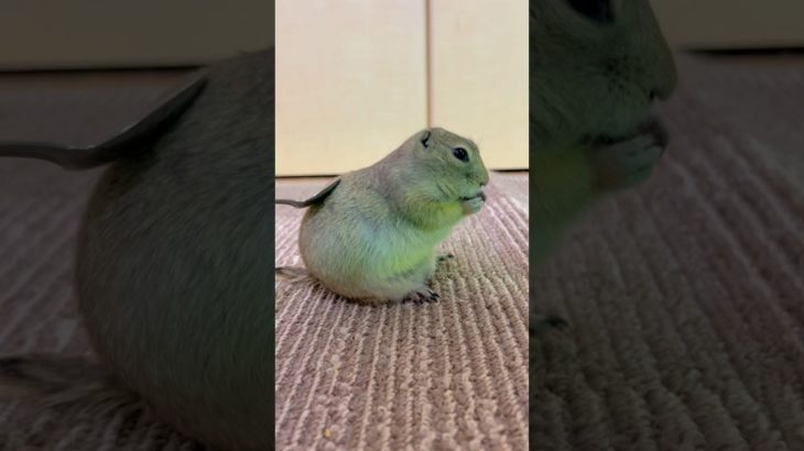 ○待で炎上商法ねらいます🤛 #リチャードソンジリス #ピー助 #ペット