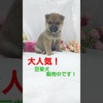 豆柴犬/子犬/ペット仙台/名取市/柴田町/東北