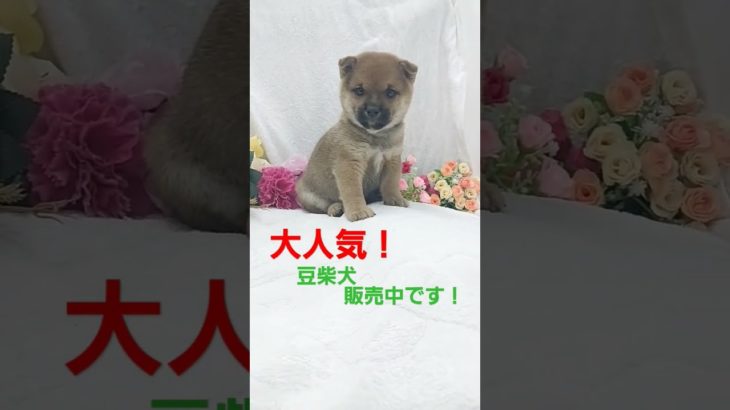 豆柴犬/子犬/ペット仙台/名取市/柴田町/東北