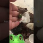 かえる苦手な子、ごめんね😖 #生活音 #コスメ #メイク #伸びろ