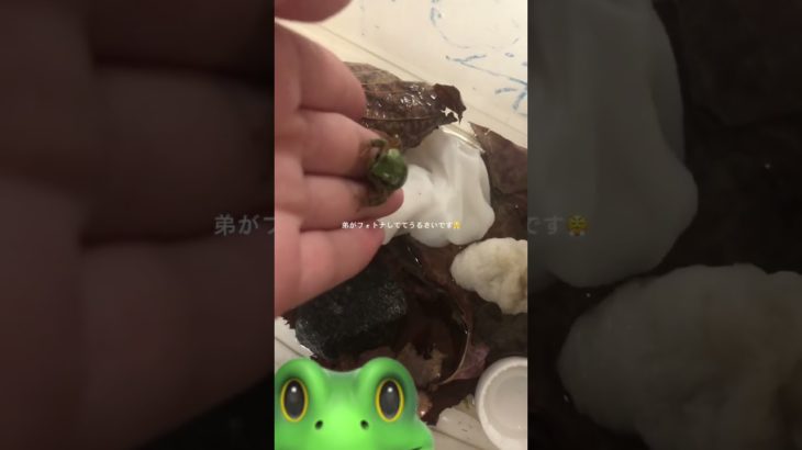 かえる苦手な子、ごめんね😖 #生活音 #コスメ #メイク #伸びろ