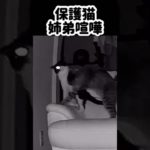 【ペットカメラ】保護猫深夜の姉弟喧嘩シーン