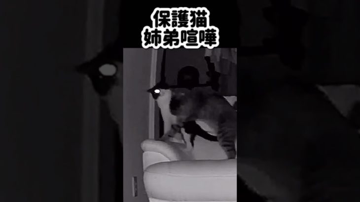 【ペットカメラ】保護猫深夜の姉弟喧嘩シーン
