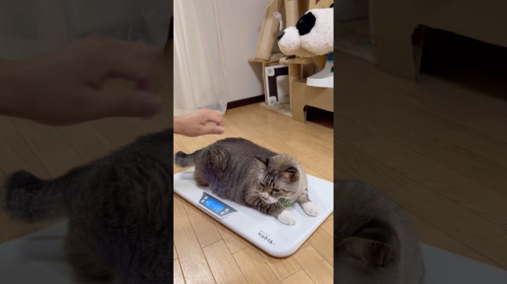 ダイエット猫の体重測定 #ねこチャック #猫 #かわいい #ダイエット