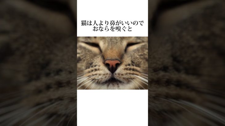 ちょw猫の秘密可愛すぎるww #ペット #動物 #猫 #shorts