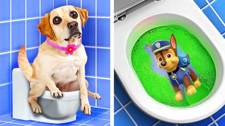 ペットオーナーのための素晴らしいハックと道具 🐶 123 GO! による素晴らしいペットハック、道具、DIYアイデア！