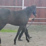 231103 ローマンビューティの2022 ウォーキング動画(ドラフト)