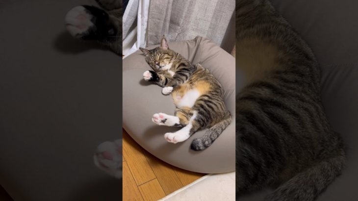 遊んでごめん#元ボス猫 #ほたて君 #ダイエット中 #7.8kg