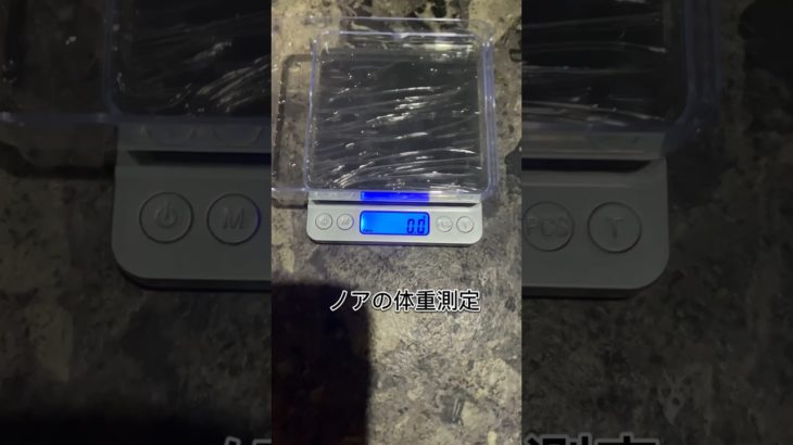 ノアの体重測定 #ハムスター癒し #animal #cute #ハムスター #ペット #ハム #pet #cat #ジャンガリアンハムスター