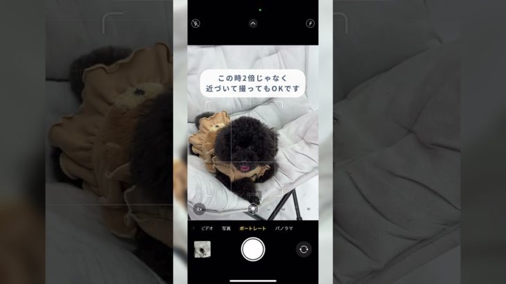 え？それだけでいいの？ペットを可愛く撮る方法 #apple #ペット #写真の撮り方