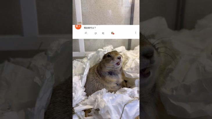 【質問コーナー】part4 #リチャードソンジリス #ピー助 #ペット