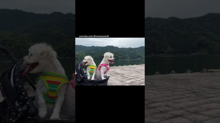 湖の前での撮影中にペットカートが揺れて動揺している犬と気にしていない子犬★ココちゃん・ミルクくん★[マルチーズ]【ショート】　#子犬 #相模湖 #ペットカート #puppy #maltese