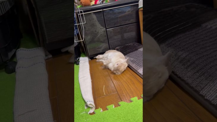 【うさぎは癒し】#うさぎ #rabbit  #ペット