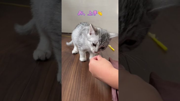 初めての煮干し。#子猫#保護猫 #ペット#shorts #猫のいる暮らし