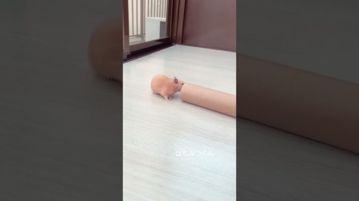トンネル探検をするハムスターが可愛い【ててらぼペット部】