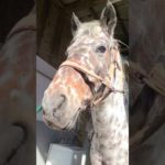 クールビューティ！マーブルブラウン#クローバー牧場 #マービー