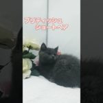 宮城・仙台ペットショップ/名取市/子猫/ブリティッシュショートヘア/