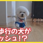 【視聴者投稿】二足歩行の犬が猛ダッシュ！？かわいすぎるワンちゃん動画