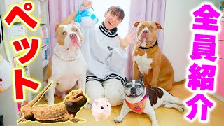 ペットを全員紹介！好きな食べ物に誕生日！ロッキーりくレイの性格は？【ペット】