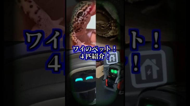 ワイのペットを4匹紹介！  #ペット動画 #クサガメ #ヒョウモントカゲモドキ #ロボット #EMO #Vector #AIロボット #ロボットペット #かわいい #ペット #可愛い動物 #亀