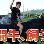 【闘牛を飼う？】沖縄名物、巨大ペットのお世話を体験してみた！牛の世話は大変でした。#64