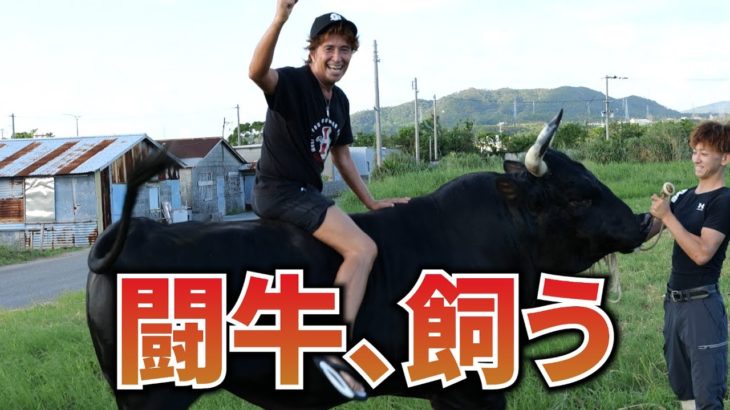 【闘牛を飼う？】沖縄名物、巨大ペットのお世話を体験してみた！牛の世話は大変でした。#64