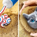 砂の中の猫を見つけた 🙀 ベスト・ペット・ハックとDIY