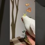 小鳥の歌はトントコトン♪#インコ #cockatiel #birds #愛鳥 #ペット