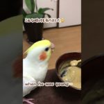 pikkochan〜♪and懐かし映像　#インコ　#ペット　　#cockatiel  #birds