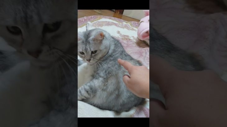 【猫の復讐で事件発生❕❕】(音あり)#shorts#ショート#ペット#猫#おもしろ#cat