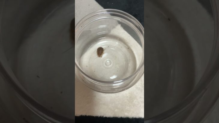 部屋に出たゴキブリをペットにあげてみた#shots #爬虫類 #reptiles #ペット #pets #animal #ゴキブリ #レオパ #かわいい #捕食