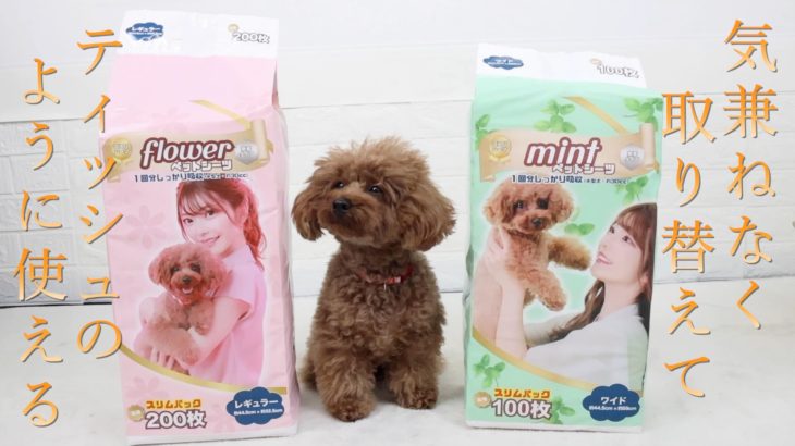 【コスパ最強】やすっ！ペットシーツがお得なお値段で大満足します！