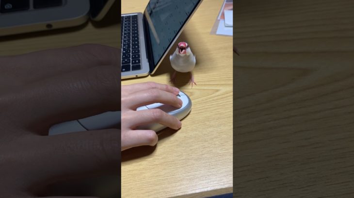 恥ずかしい文鳥#文鳥#文鳥のいる暮らし #鳥 #ペット