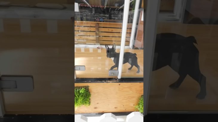 ペットショップの超凶暴犬と遊んではいけない理由！