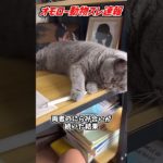 かけ引きの天才現る #ペット #猫 #動物 #可愛い