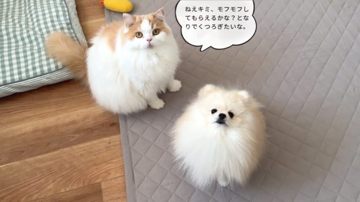 最新のペット翻訳アプリで猫と犬の気持ちをのぞいたら面白すぎましたw
