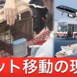 羽田の事故でペット2匹犠牲に…動物が「荷物」と同じ扱いに賛否両論 ペット同伴OKの航空会社も 地方の公共交通機関の場合は？