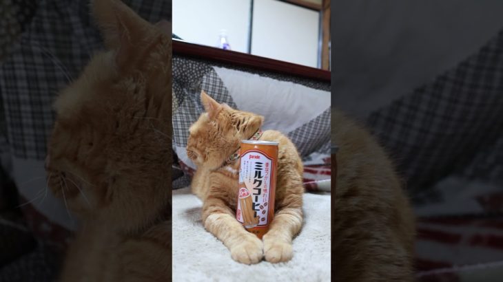 パレードミルクコーヒー　のせ猫　240114 #のせ猫 #animal #ねこ #cat #ペット
