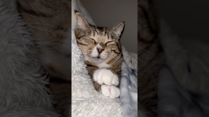 クリームパン一個下さい！ #ほたて君 #ダイエット中 #保護猫 ＃元ボス猫＃腕まくら#7.8kg＃一人暮らし